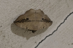 Hulodes drylla