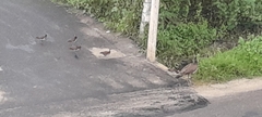 Pavo cristatus