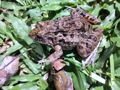 Fejervarya cancrivora