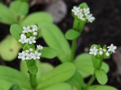 Valerianella radiata