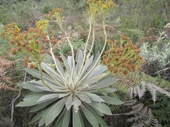 Espeletia corymbosa