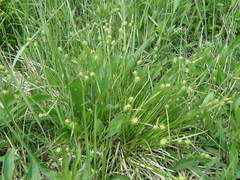 Carex hostiana