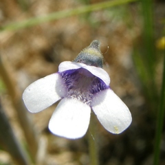 Butterwort (Pinguicula bicolor)