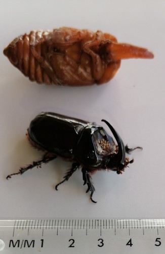 Boas Rhinoceros Beetle