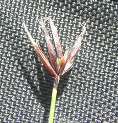Schoenus ferrugineus