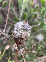 Isopogon trilobus