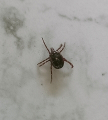 Amblyomma triguttatum