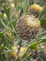 Isopogon trilobus