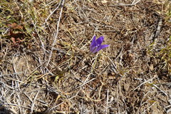 Brodiaea