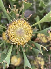 Isopogon trilobus