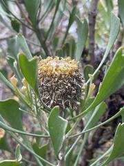 Isopogon trilobus