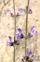 Salvia albicaulis