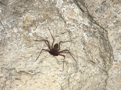 Phrynus operculatus
