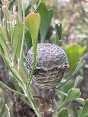 Isopogon trilobus