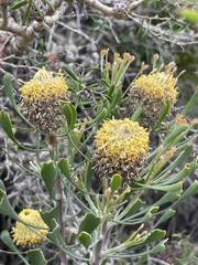 Isopogon trilobus