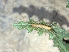 Scutigera linceci