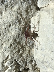 Phrynus operculatus