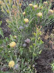 Isopogon trilobus