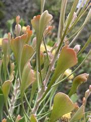 Isopogon trilobus