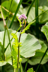Senecio gerrardii