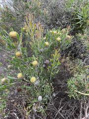 Isopogon trilobus