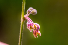 Aspidoglossum woodii