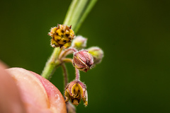 Aspidoglossum woodii