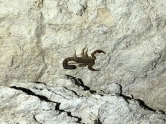 Vaejovis intermedius