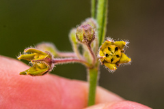 Aspidoglossum woodii