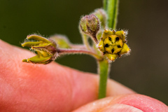 Aspidoglossum woodii