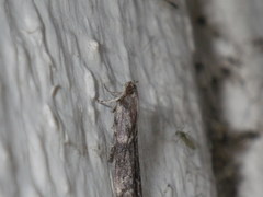 Lepidoptera