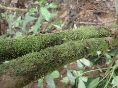 Cryphaea tenella