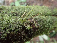 Cryphaea tenella