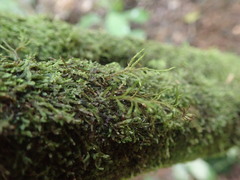 Cryphaea tenella