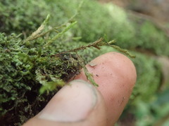 Cryphaea tenella