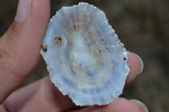 Patella ulyssiponensis