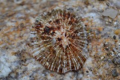 Patella ulyssiponensis