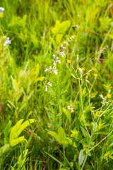 Stachys nigricans