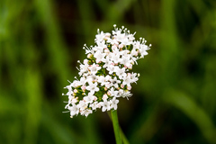 Valeriana capensis