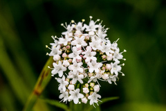 Valeriana capensis