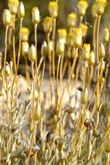 Syncarpha staehelina