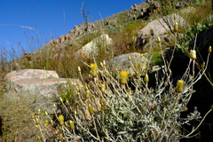 Syncarpha staehelina