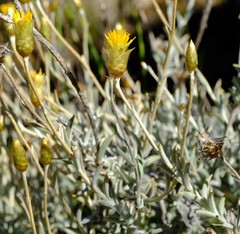 Syncarpha staehelina