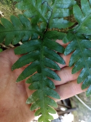 Pteris carsei