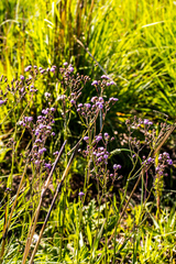 Senecio polyodon polyodon