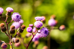 Senecio polyodon polyodon