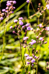Senecio polyodon polyodon