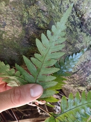 Pteris carsei