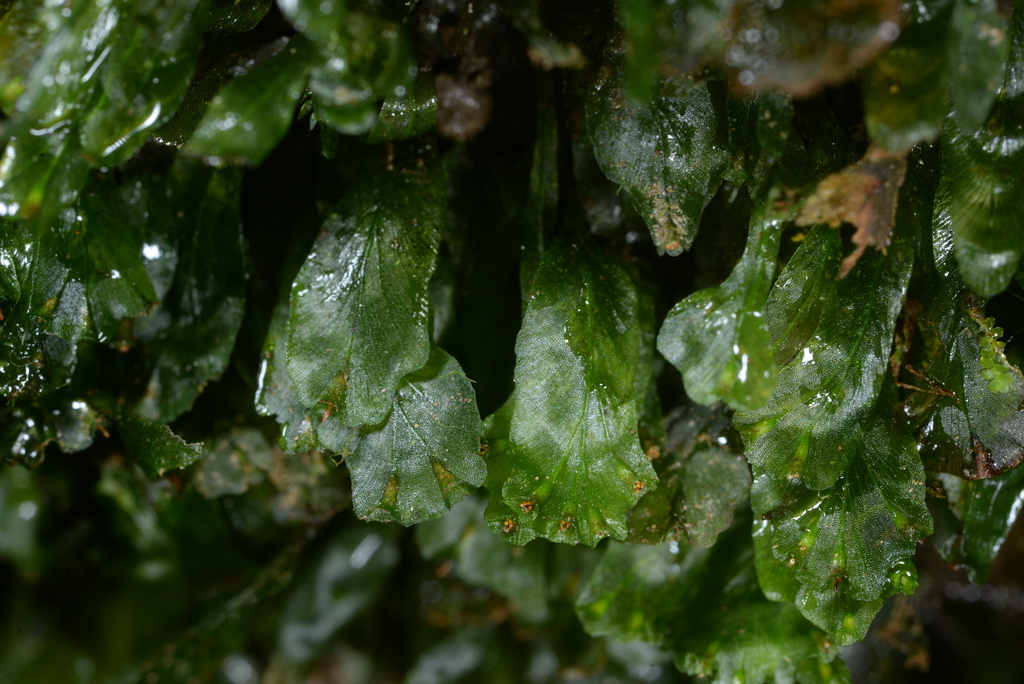 Trichomanes sublimbatum (Trichomanes sublimbatum)