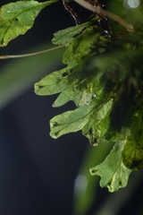 Trichomanes sublimbatum